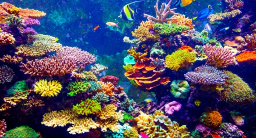 14 Sự thật thú vị nhất về san hô