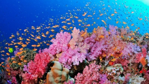 14 sự thật thú vị nhất về san hô