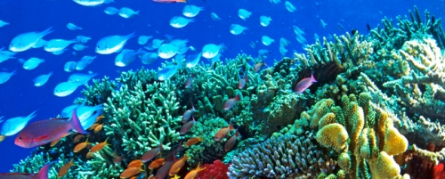 14 sự thật thú vị nhất về san hô