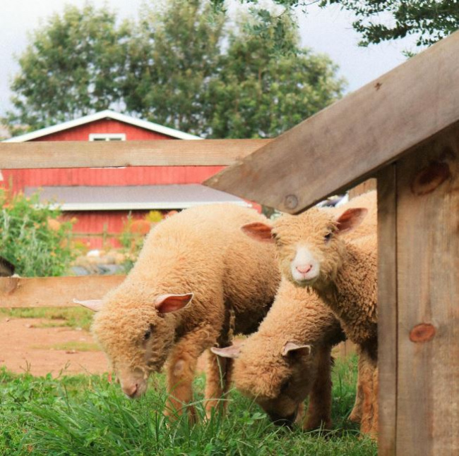 điểm đến đà lạt, chika farm đà lạt: nông trại xanh mướt chụp ảnh cực xinh