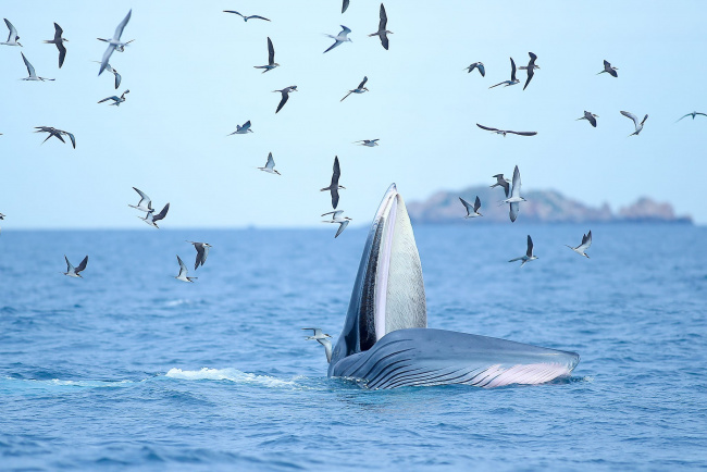 binh dinh, blue whale, phu cat, excited, bursting with the moment of witnessing blue whales hunting in the sea of ​​de gi