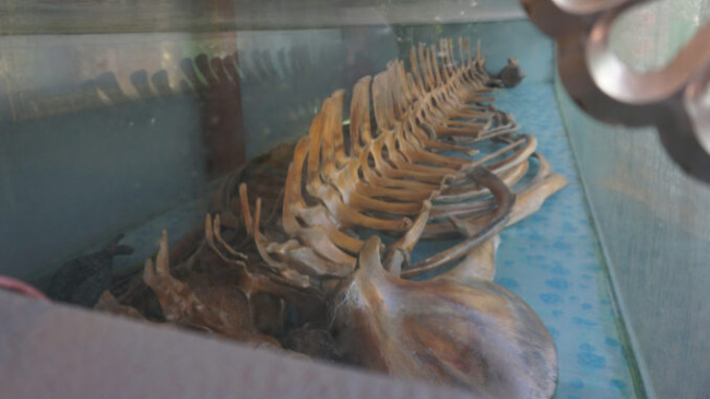 ong fish temple, whale, whale bone, worshiping mr. fish, 5 places to keep whale bones in vietnam