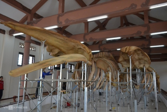 ong fish temple, whale, whale bone, worshiping mr. fish, 5 places to keep whale bones in vietnam