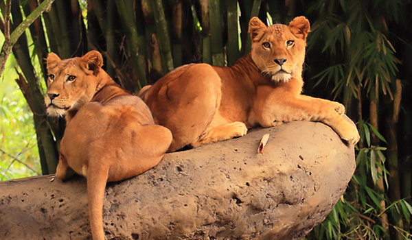 vườn thú tama safari bogor indonesia