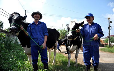 Nông trường bò sữa ở Mộc Châu
