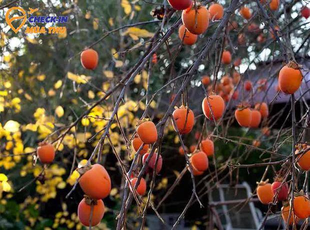 autumn, charm, city of thousands of flowers, da lat, focus area, nhan dan newspaper, trieu viet vuong, fall to dalat: who can resist the charm of this fruit?