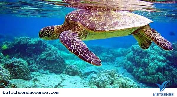 rùa biển việt nam có nguy cơ tuyệt chủng
