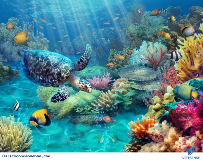 rùa biển việt nam có nguy cơ tuyệt chủng