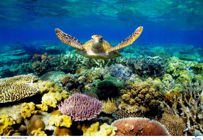 du lịch côn đảo: mùa rùa con rộn ràng về với biển