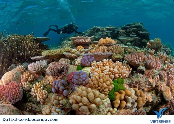 khám phá rạn san hô tuyệt đẹp ở côn đảo