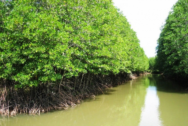 khung cảnh sông nước hữu tình tại rừng ngập mặn cà mau