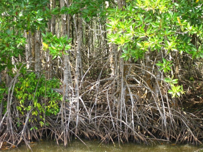 khung cảnh sông nước hữu tình tại rừng ngập mặn cà mau