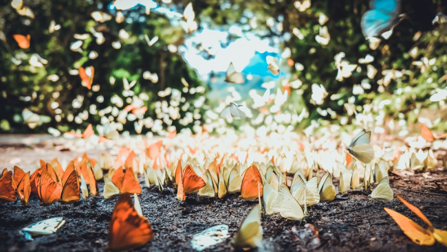 ghé thăm mùa bướm “hàm hương” tại vườn quốc gia cúc phương