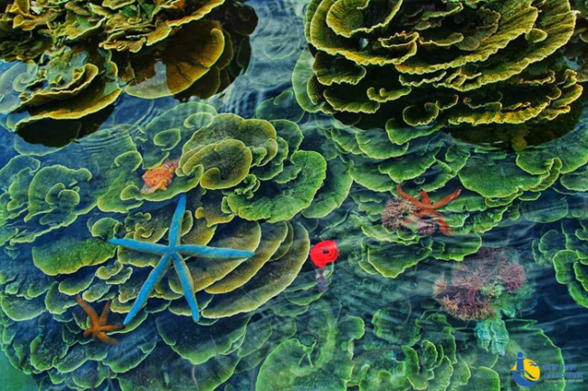 khám phá đảo cù lao xanh - quy nhơn