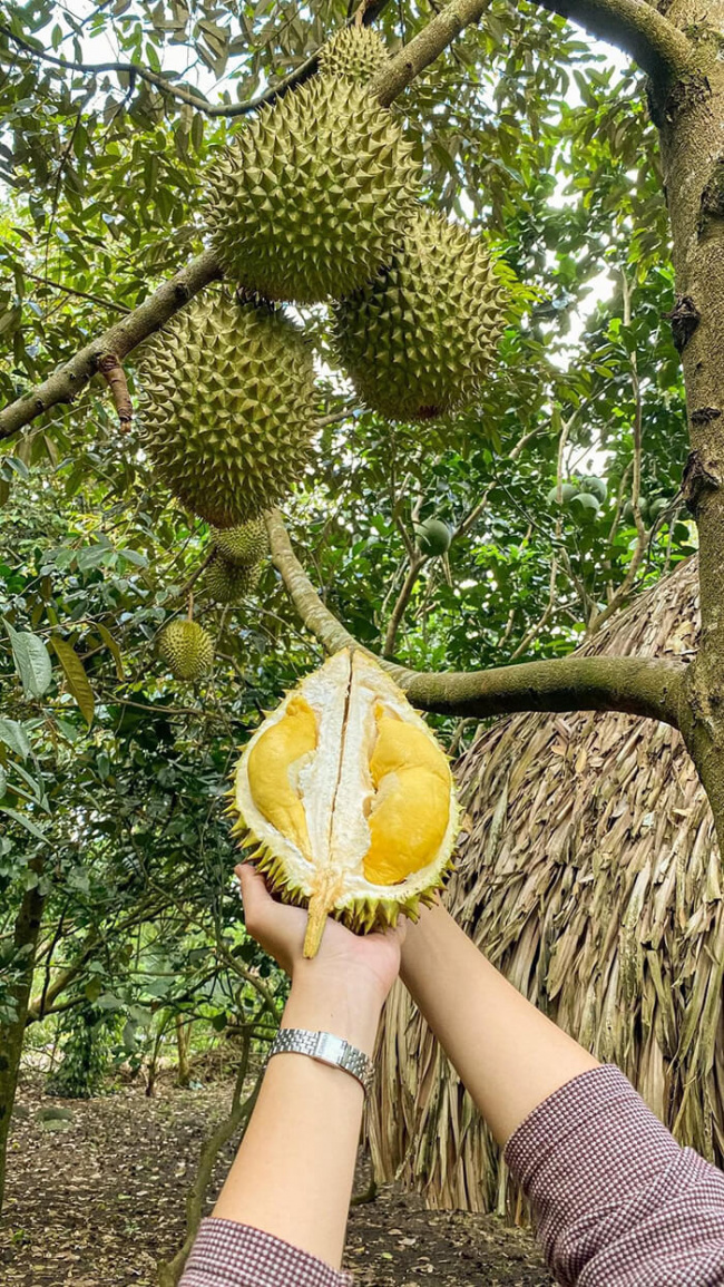 Vườn trái cây dì 2 – Khám phá vườn trái cây sai trĩu quả tại Đồng Nai