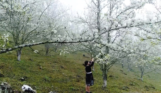 mùa hoa lê – dải mây trắng giữa đất trời na hang