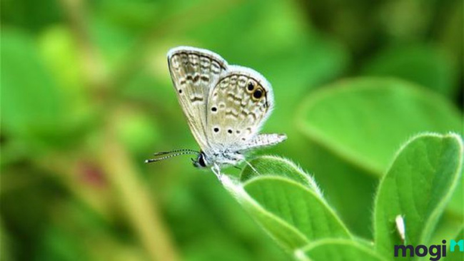 bướm trắng bay vào nhà có nghĩa là gì? có phải là điềm tốt hay không?