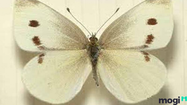 bướm trắng bay vào nhà có nghĩa là gì? có phải là điềm tốt hay không?