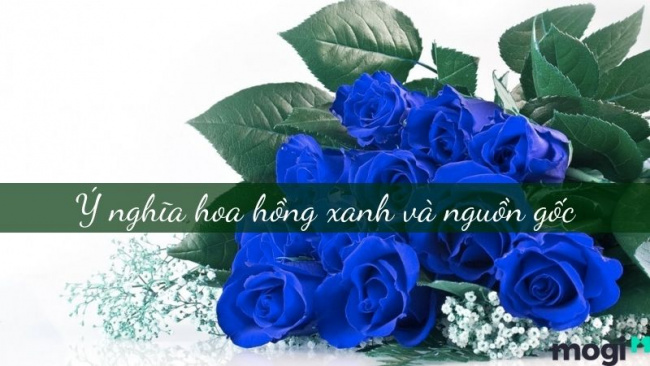 ý nghĩa của hoa hồng xanh? vẻ đẹp huyền bí nhưng bất diệt trong tình yêu