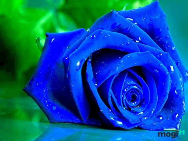 ý nghĩa của hoa hồng xanh? vẻ đẹp huyền bí nhưng bất diệt trong tình yêu
