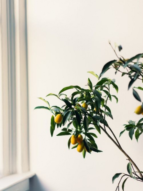 10 loại cây trồng trong nhà thanh lọc không khí tốt nhất cho phòng ngủ