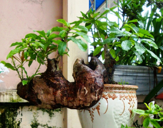 dịp tết nhất định phải trồng những loại cây này để đón “tài lộc” vào nhà