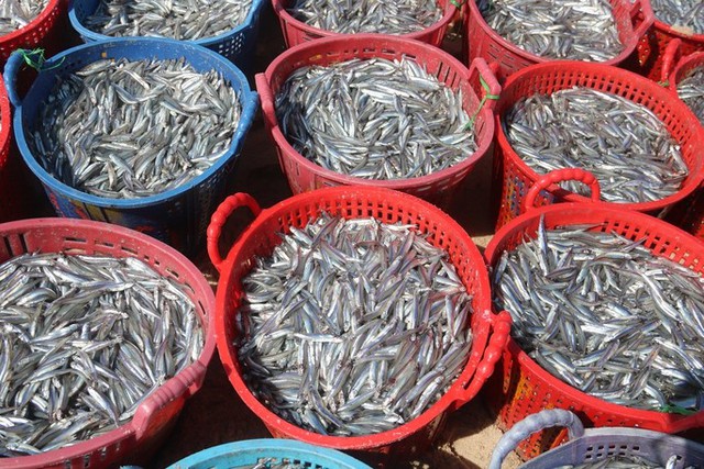 anchovies, local fishermen, phan thiet city, price of pangasius, traders, binh thuan fishermen hit the peak anchovies in the southern crop