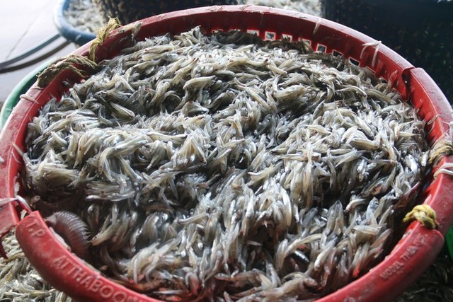 anchovies, local fishermen, phan thiet city, price of pangasius, traders, binh thuan fishermen hit the peak anchovies in the southern crop