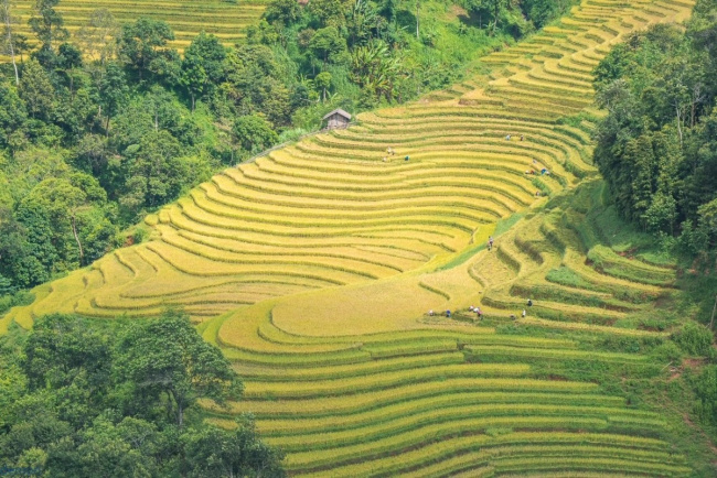 golden season, lao cai tourism, ripe rice season, lao cai early ripening rice season