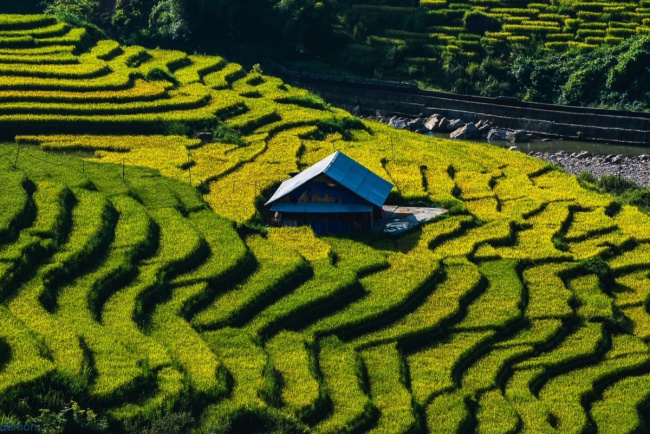 golden season, lao cai tourism, ripe rice season, lao cai early ripening rice season