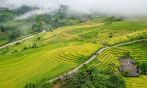 golden season, lao cai, lao cai tourism, nam cang, ripe rice, travel to sapa, hunting ripe rice in nam cang