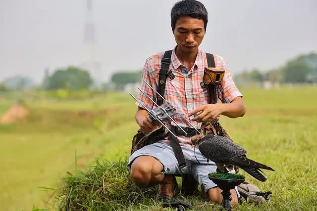 hanoi capital, hanoi youth, training birds of prey, the “sky killer” hobby of hanoi’s youth