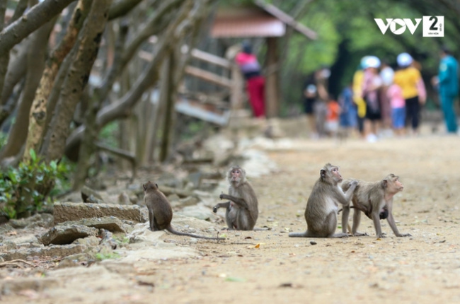 eco -tourism, eco-tourism area, mangrove forest, primeval forest, tourist area, discover the monkey kingdom in can gio