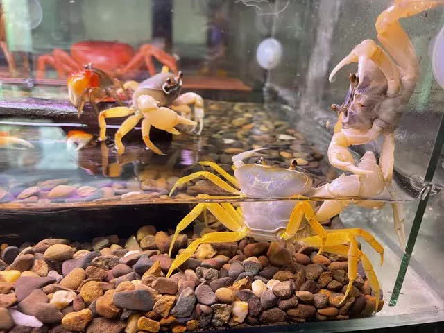 business, new hobby, ornamental crab care, ornamental crab farming, ornamental frog raising, pacman frog, side job, business of ornamental crabs and frogs as ornamental: from passion to a side job that makes a lot of money