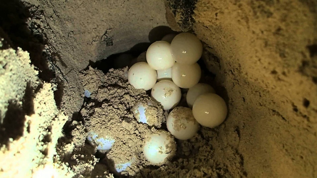 kinh nghiệm du lịch hòn bảy cạnh - côn đảo mùa rùa đẻ trứng