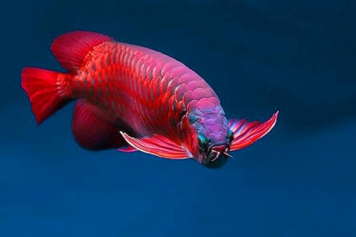 amazon,  12 sự thật thú vị nhất về loài cá rồng