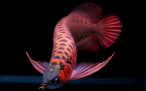 amazon,  12 sự thật thú vị nhất về loài cá rồng