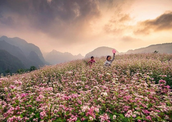 [kinh nghiệm] du lịch hà giang tam giác mạch chi tiết nhất