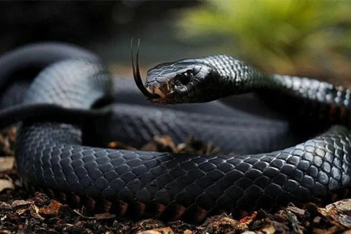12 loài động vật có màu đen huyền bí nhất