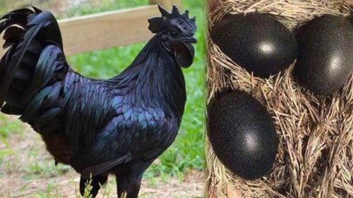 12 loài động vật có màu đen huyền bí nhất