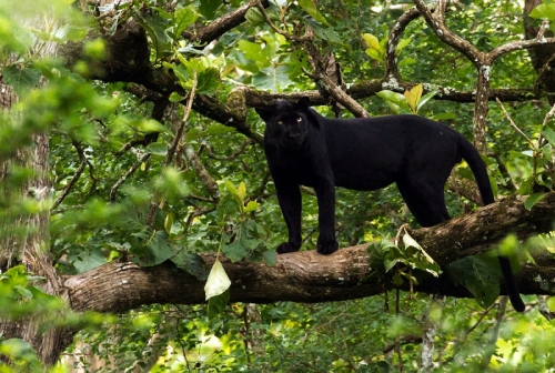 10 Loài mèo hoang dã lớn nhất thế giới hiện nay