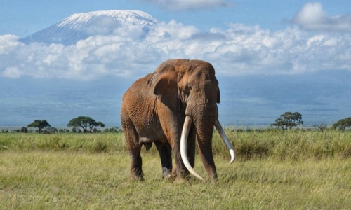 15 Sự thật thú vị nhất về loài voi