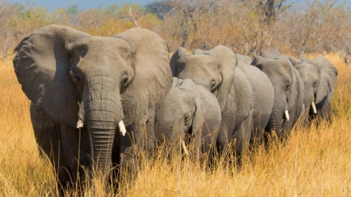 15 sự thật thú vị nhất về loài voi