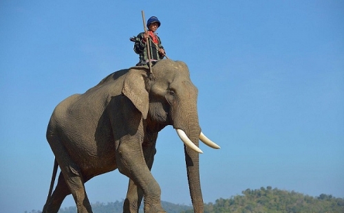15 sự thật thú vị nhất về loài voi