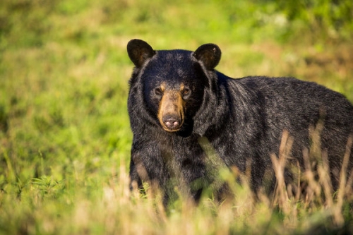 14 Sự thật thú vị nhất về loài gấu đen