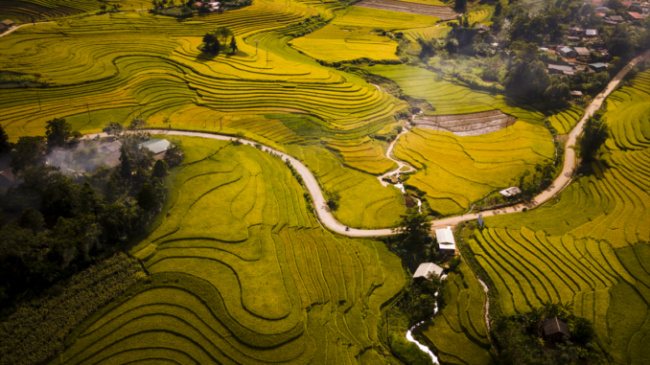 golden season, lao cai, lao cai tourism, ripe rice season, ‘endless field’ sang ma sao