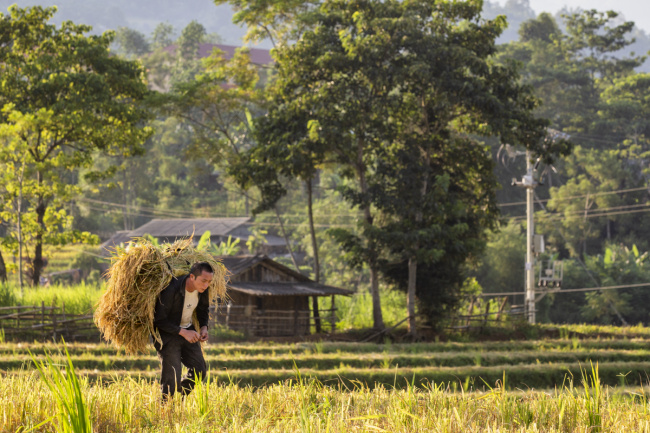 golden season, lao cai, lao cai tourism, ripe rice season, ‘endless field’ sang ma sao