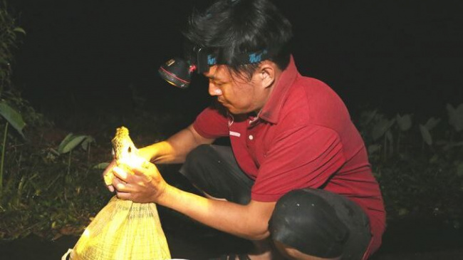 catch frogs, quang nam, catching field frogs after thunderstorms