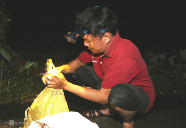 catch frogs, quang nam, catching field frogs after thunderstorms