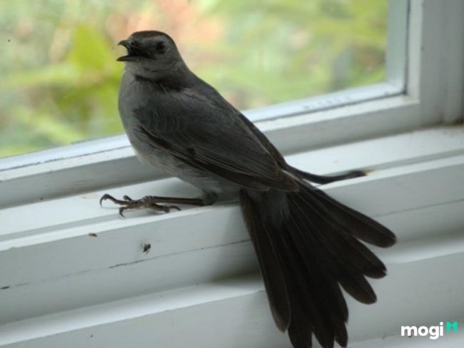 chim sâu bay vào nhà là điềm tốt hay xấu? có nên giữ trong nhà?